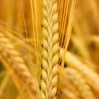 خرید گندم و برش