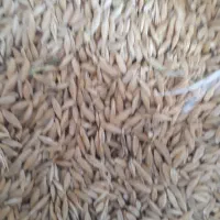فروش جو کلیویی ۳۰