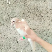 کفتر همگی ۳۰۰