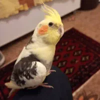 عروس هلندی گم شده خواهشمند است پیدا کردبدمژدکانی ت