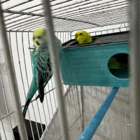 مرغ عشق|پرنده|رشت, ولکس|دیوار