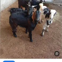 کهره گم شده