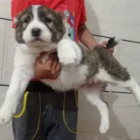 آلابای ترکمنستان گارد و نگهبان وگله|سگ|تبریز, |دیوار