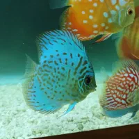 فروش یا تعویض تعدادی دیکس|ماهی|زنجان, |دیوار