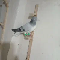 سه عددساده|حیوانات|گنبد کاووس, |دیوار