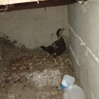 جوجه لاری 1ونیم ماهه