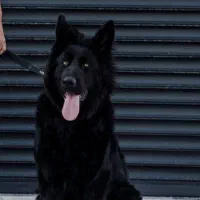 ژرمن شیپرد اصیل ۳و نیم ماهه