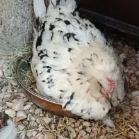 مرغ کرچ گلین|حیوانات مزرعه|شیراز, دکتر حسابی|دیوار