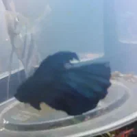 هافمون ارزون