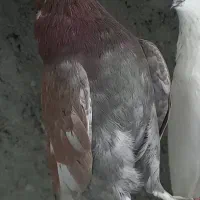 کبوتر تهرانی