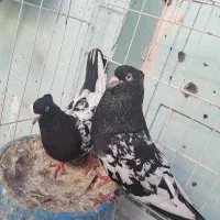 4عدد کله ای معاوضه با قناری