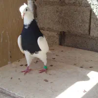 دو عدد توقی