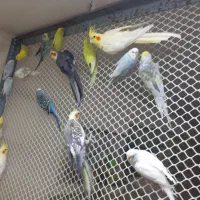 مرغ عشق و عروس هلندی