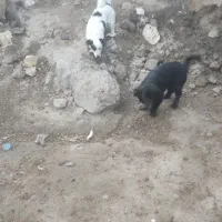 یک جفت پاکوتا جفت یک میلیون