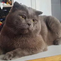 گربه گمشده نجف آباد (مژدگانی)