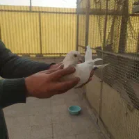 کبوتر|پرنده|تهران, افسریه جنوبی|دیوار