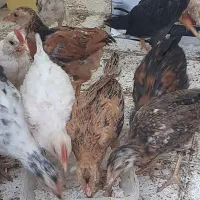 جوجه گلین لری یک ماهه|حیوانات مزرعه|سیرجان, |دیوار