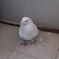 کبوترگرفتنی|پرنده|رباطکریم, نصیرشهر|دیوار