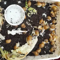 فروشی