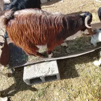 گوسفند نر|حیوانات مزرعه|فاریاب, |دیوار