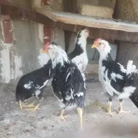 مرغ و خروس گلین|حیوانات مزرعه|شیراز, جرسقان|دیوار