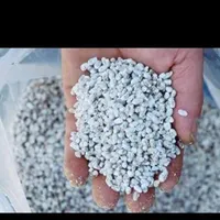 بذر قارچ
