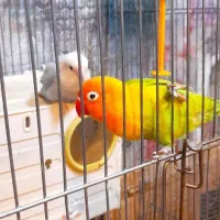 طوطی برزیلی مولد نر و ماده|پرنده|ملارد, |دیوار