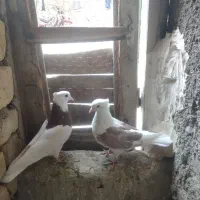 کبوتر طوقی ودوکتی|پرنده|باغ بهادران, |دیوار