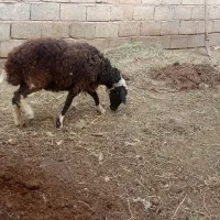 میش ابستن|حیوانات مزرعه|ماهان, |دیوار
