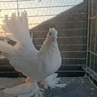 دم چتری