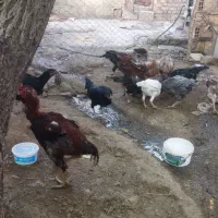 فروش تخم نطفه دار  لاری اصیل|حیوانات مزرعه|نورآباد, |دیوار