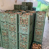 کیوی تازه چیده شده|عمده‌فروشی|گتاب, |دیوار