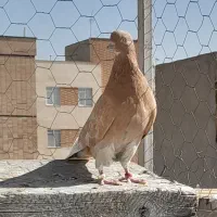 کبوتر گرفتنی زردی زاغ زغالی قاره سرخ  شمرون ۵تا