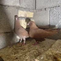 چند عدد کبوتر اس