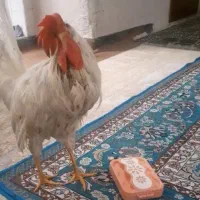 خروس یکساله زرنگ و سرحال
