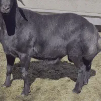 قوچ قره قزل  نامبروان