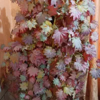 درختچه