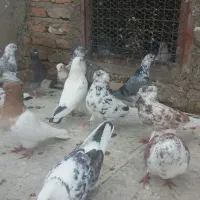 کبوترساعت بالا 90عدد همه رنگ