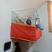 جهت عروس هلندی بشرت تخم وجوجه.|پرنده|مهریز, |دیوار