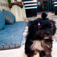 سگ پاکوتاه پشمالو خانگی تمیز