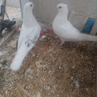 با سلام دوعدد کبوتر جوجه خودم بودند تازه با لق|پرنده|فلاورجان, |دیوار