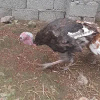 بوقلمون نر جوان