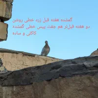 کبوتر کهنه و مفلقه و گمشده|پرنده|کاشان, پاقپان|دیوار