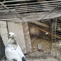 تهرونی  بالا رو، سار دم سفید کاکلی، قعره، کله جوزی|پرنده|مشهد, رضاییه|دیوار