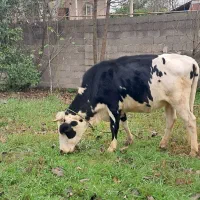 گاو شکم دار