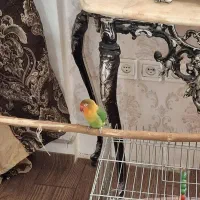 طوطی برزیلی دستی