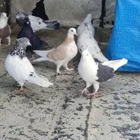 تعدادی کبوتر