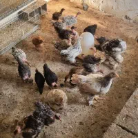 جوجه|حیوانات مزرعه|چالوس, |دیوار