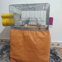 فروش عروس هلندی درشت آماده جوجه کشی با وسایل /فوری|پرنده|صحنه, |دیوار