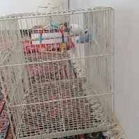 مرغ عشق دستی|پرنده|هیر, |دیوار